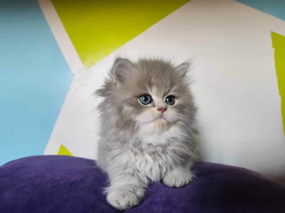 Kocurek Brytyjski dlugowlosy