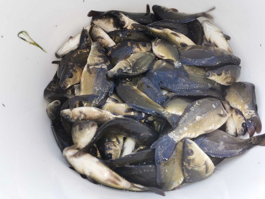 KARP od.8cm do 10cm 3zł  szt. inne amur karp karaś węgorz