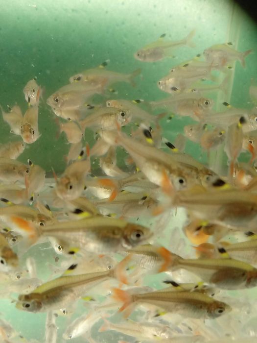 Rybki prystelki bystrzyki