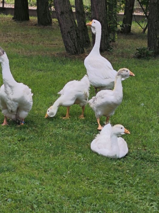 Sprzedam gęsi chołmogory mlode