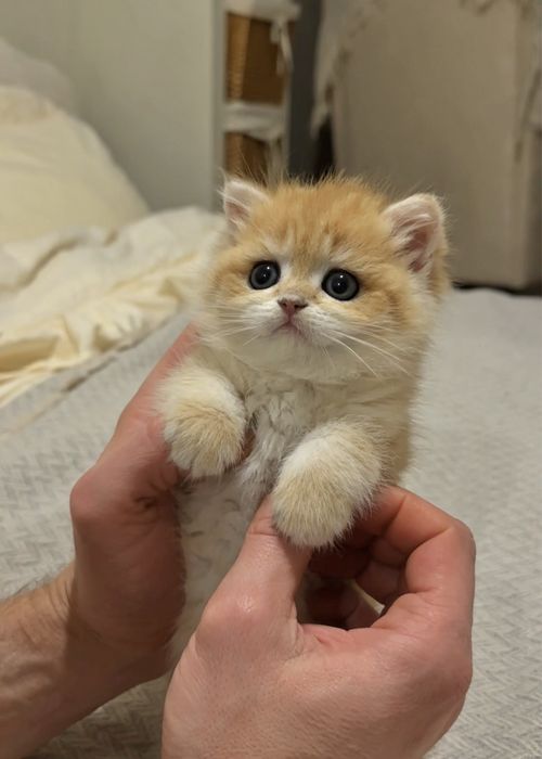 Кошеня золота шиншила хлопчик