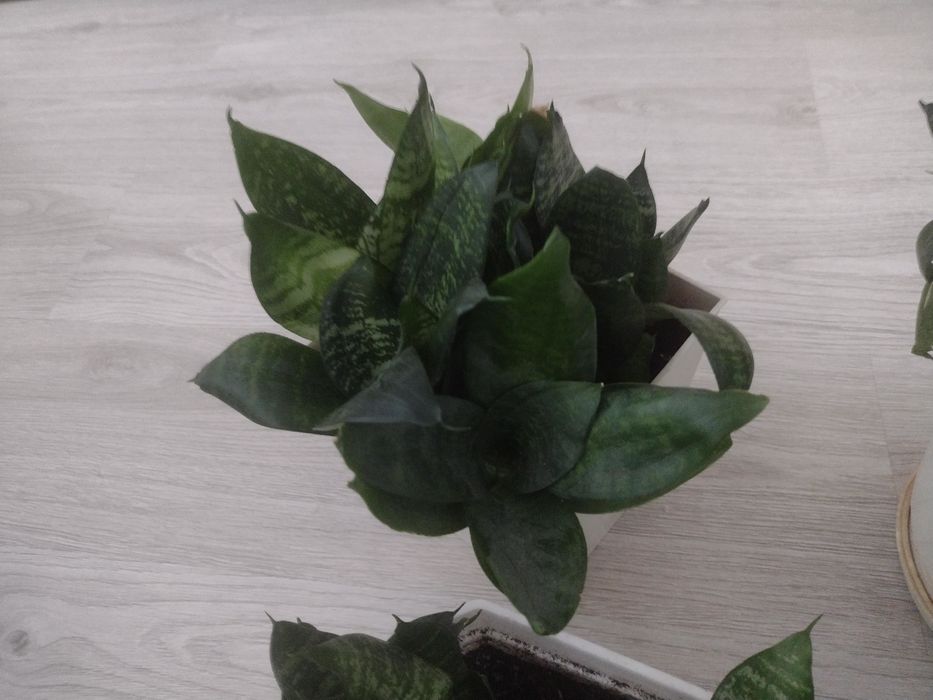 Sansewieria kwiatek doniczowy.