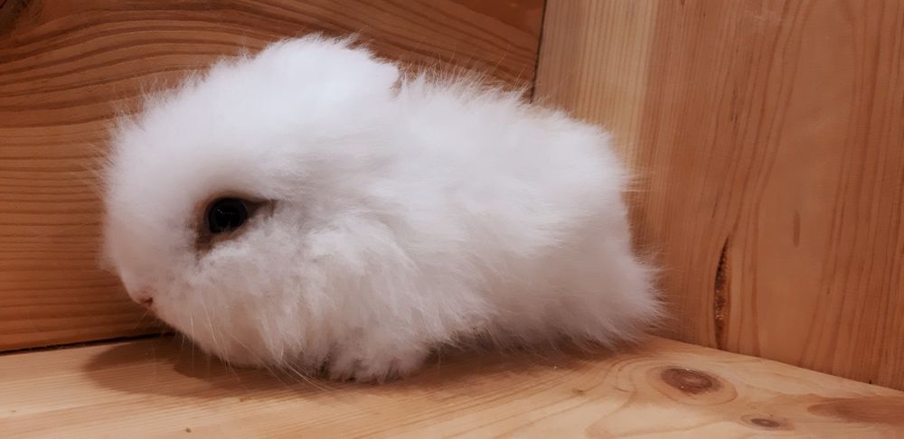 Карликовые миниатюрные декорат.торчеухие и вислоухие мини кролики