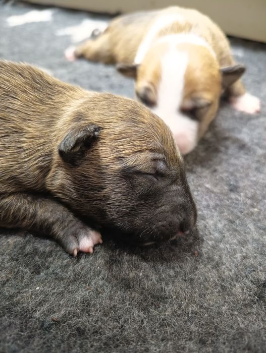 Bulterier Miniaturowy  ZKwP/FCI oddział Poznań