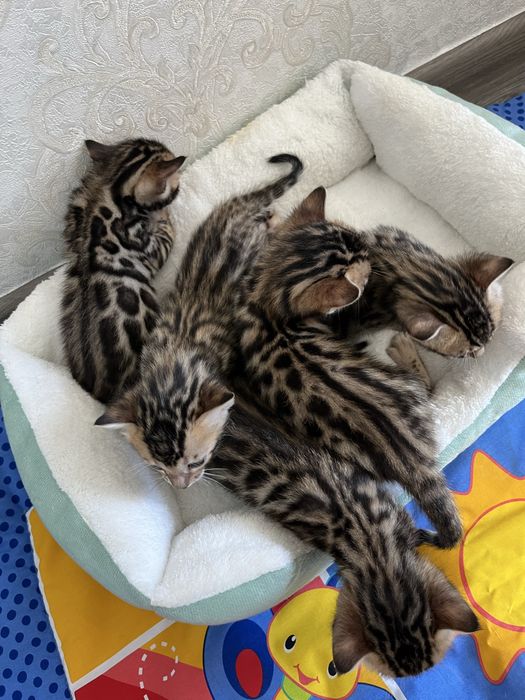 Бенгальські кошенятка