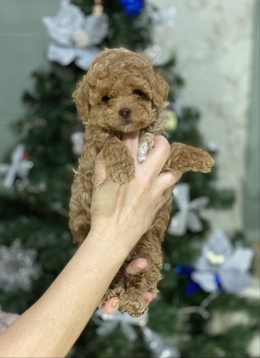 Міні хлопчик мальтипу