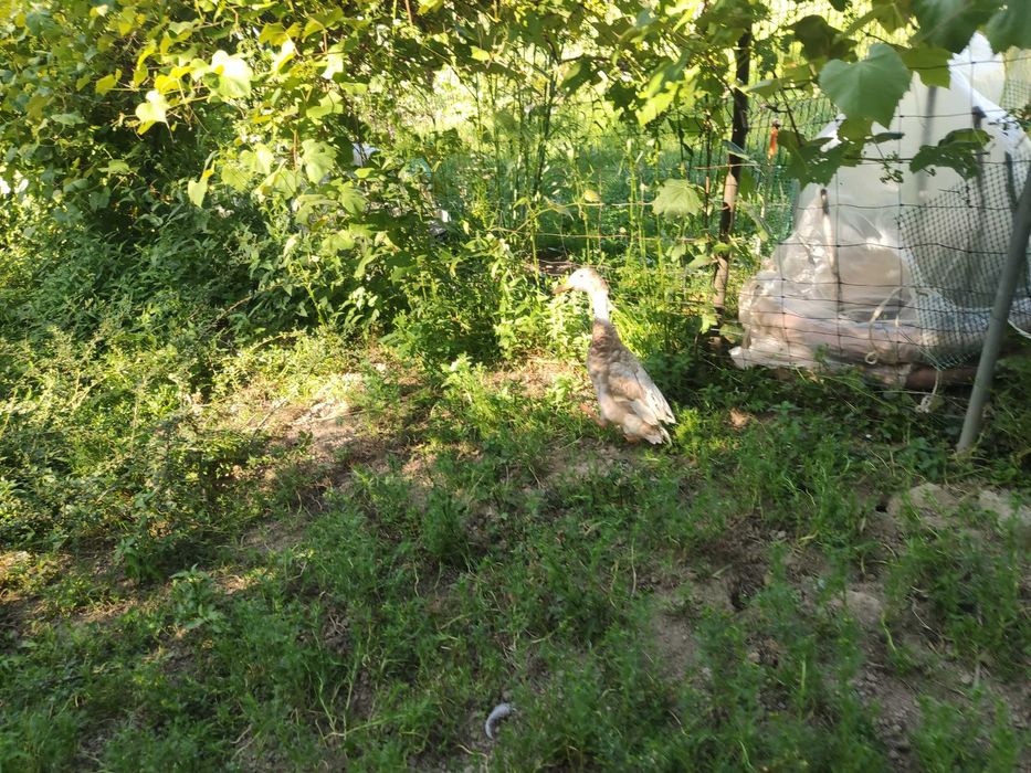 Sprzedam kaczora biegusa ,kaczka biegus różne barwy ptaków