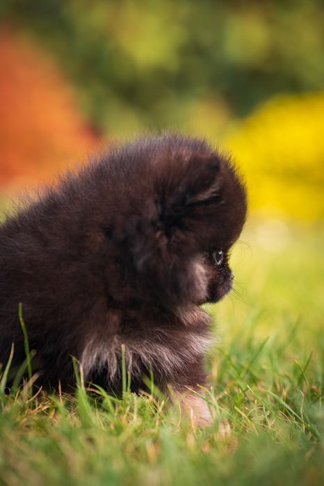 Pomeranian piesek szpic miniaturowy czarny podpalany black and tan