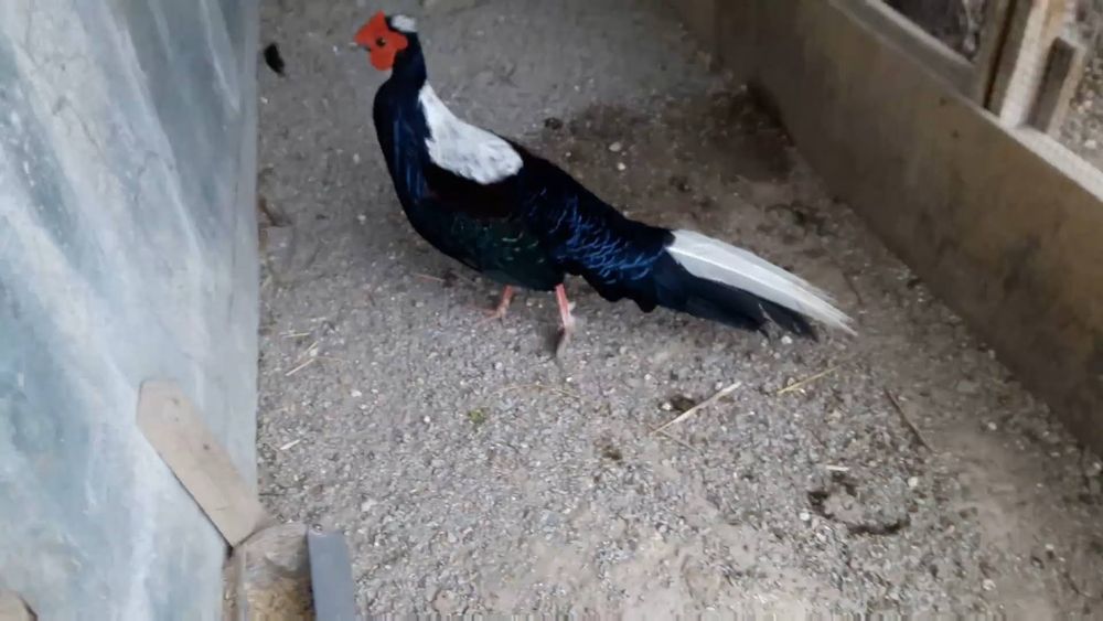 Фазан свайно продам