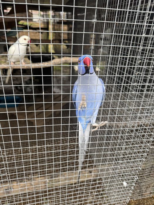 Ring neck 3 machos adultos