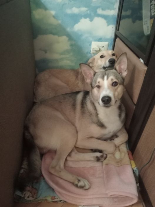 Загубився собака