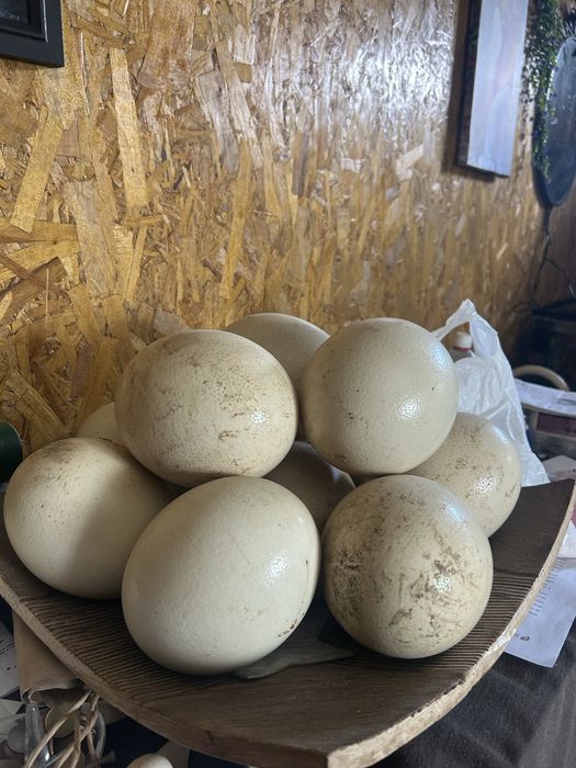 Ovos de avestruz