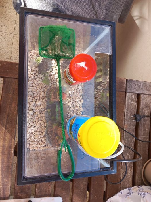Aquario de agua fria, com filtro e bomba oxigenio