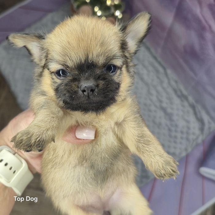 Chihuahua dziewczynka FCI