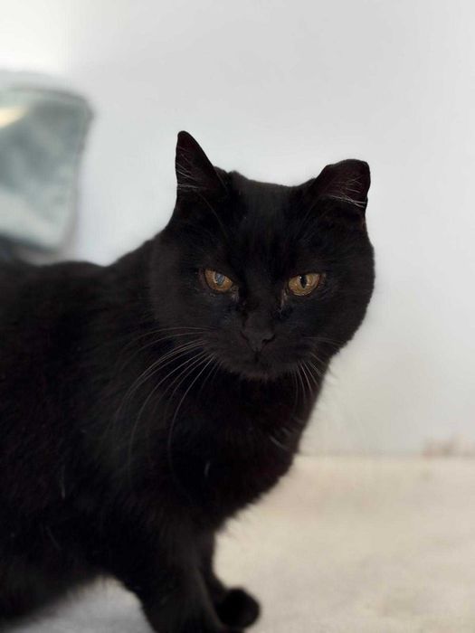 Gata para adoção (Becas)