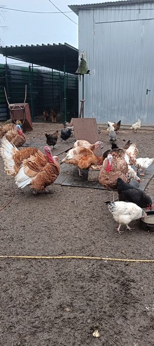 Indory  staropolskie młode !