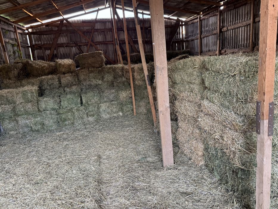 Сено люцерна 1 укос разнотравье
