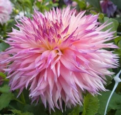 Жоржина бахромчата "Pinelands Princess". Георгина.