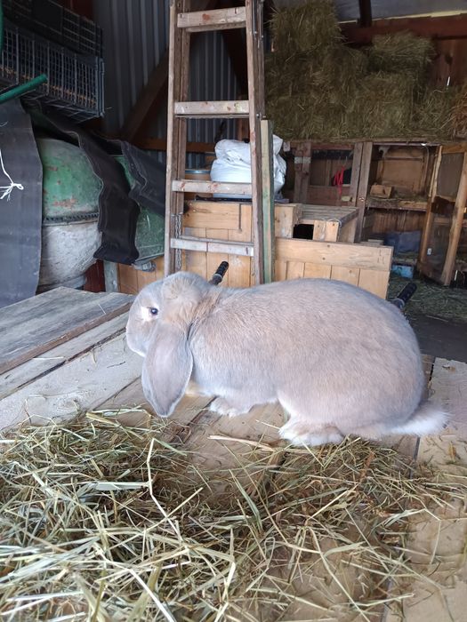 Baran francuski samiec 12 miesięcy izabelowaty