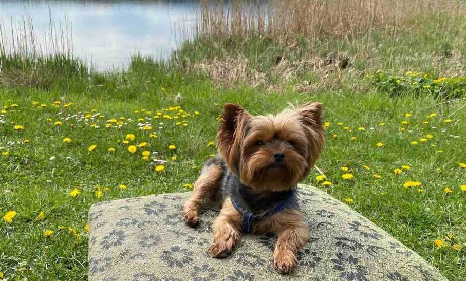 В‘язка йорк (йоркширський тер'єр)