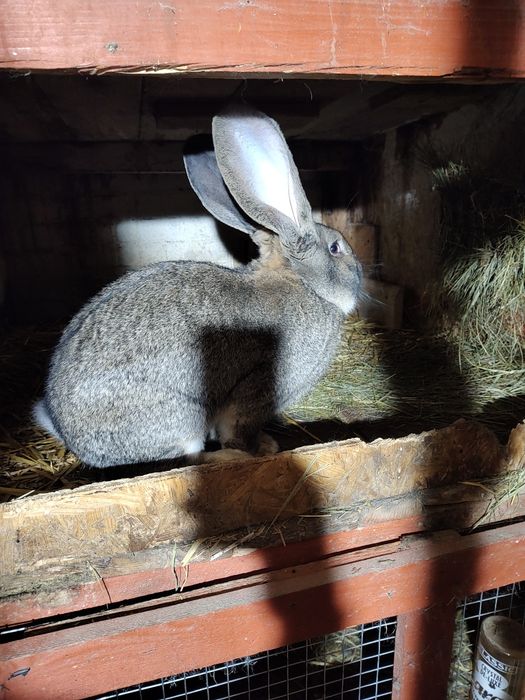 Olbrzym belgijski szary
