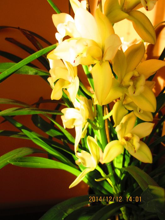 cymbidium storczyk