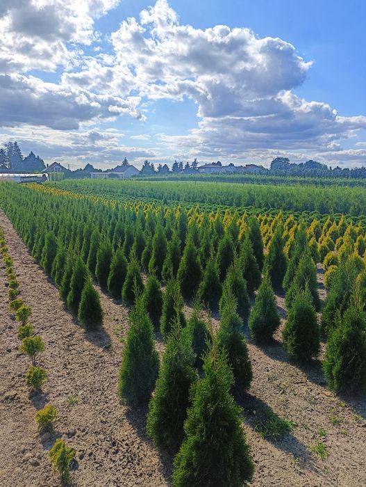 Thuja Brabant wys. 120cm od producenta!!!