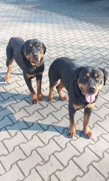 Dwa samce rottweiler 1.5 roczne oddam w dobre ręce