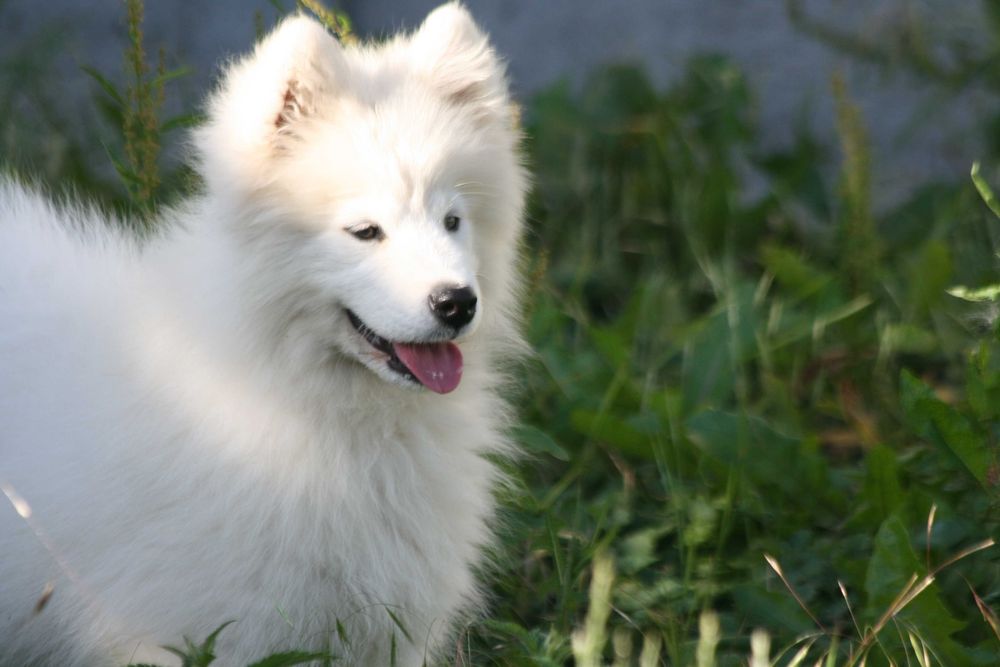 Samoyed piesek FAGO (szczeniak)