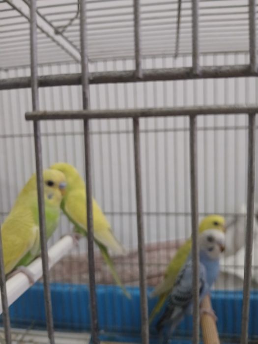 Lindos Piriquitos para mudar de lar