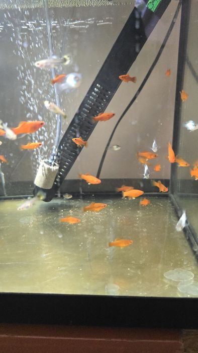 Młode akary Blue Electric od 2-3cm