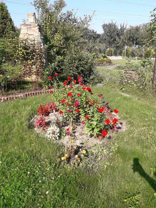 Wynajmę ogródek działkowy