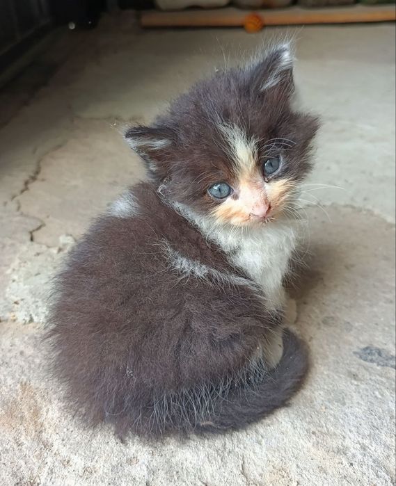 Котята в добрые руки!