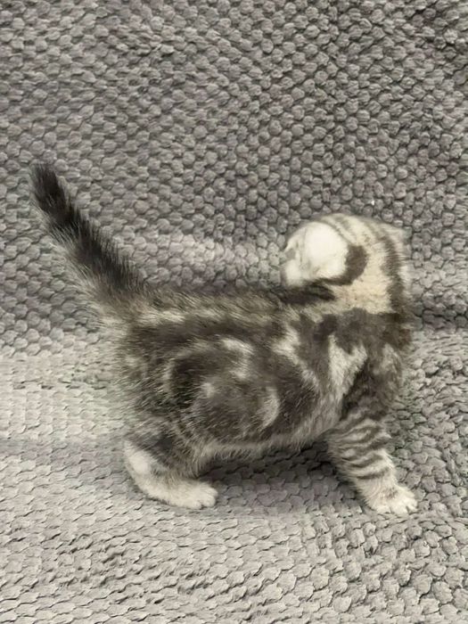 Шотландські малюки