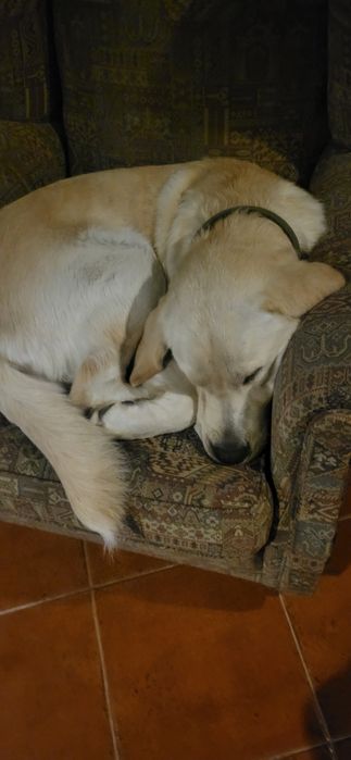 labradores para adoção