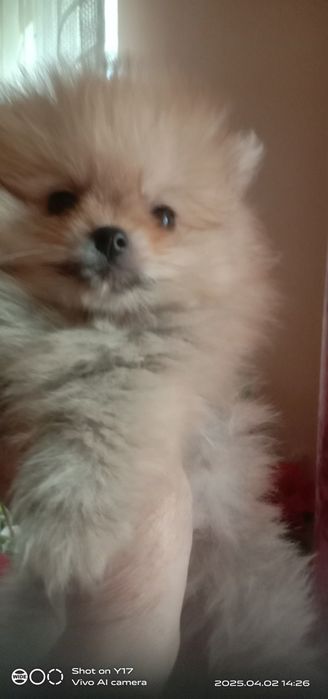 Цуценята Померанський шпіц.