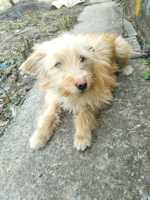 Одам щенка, девочка)