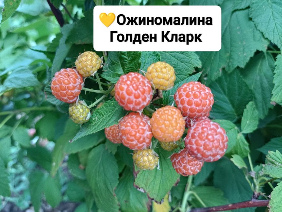 Саджанці ожиномалини Ред Даймон, Логанберрі, Маріонберрі, Голден Кларк та ожини Оушито (ЗКС)