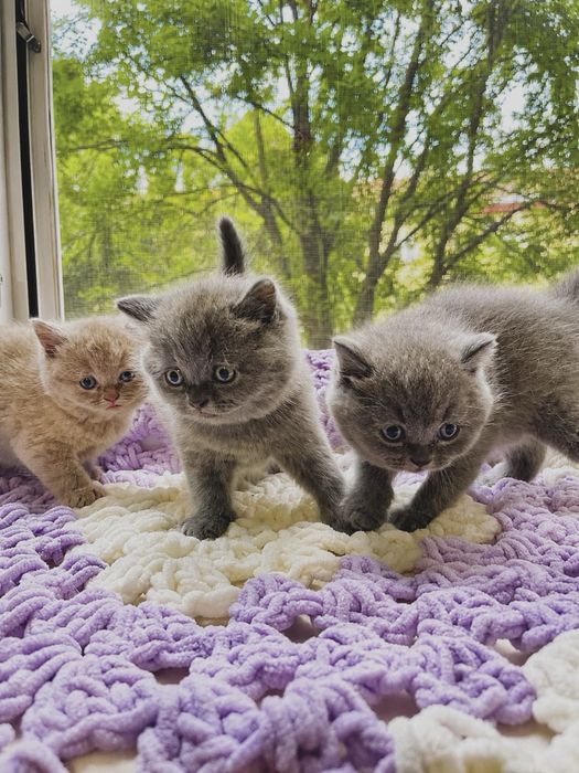 Британські короткошерсті кошенята