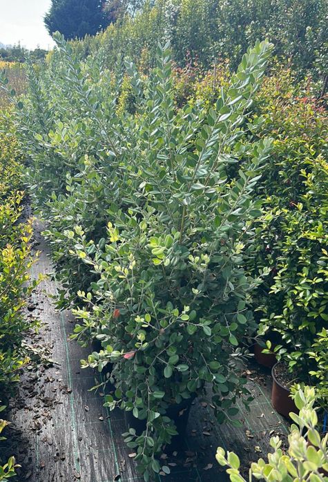 Metrosideros Excelsa 50cm/100cm/150cm/200cm