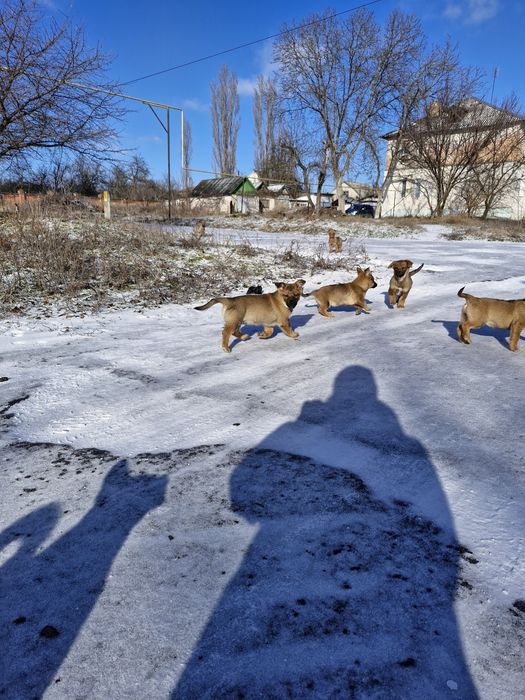 Цуценята в добрі руки