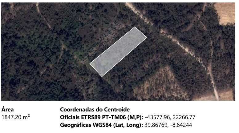 PINHAL -  Rústico com eucaliptal e mato na zona de Pombal