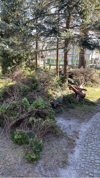 Gałęzie, drewno świerk, tuja itd