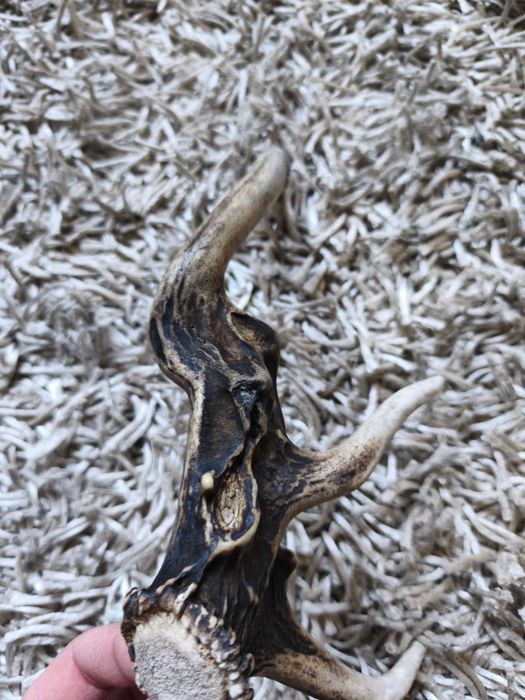 poroże jelenia myłkus