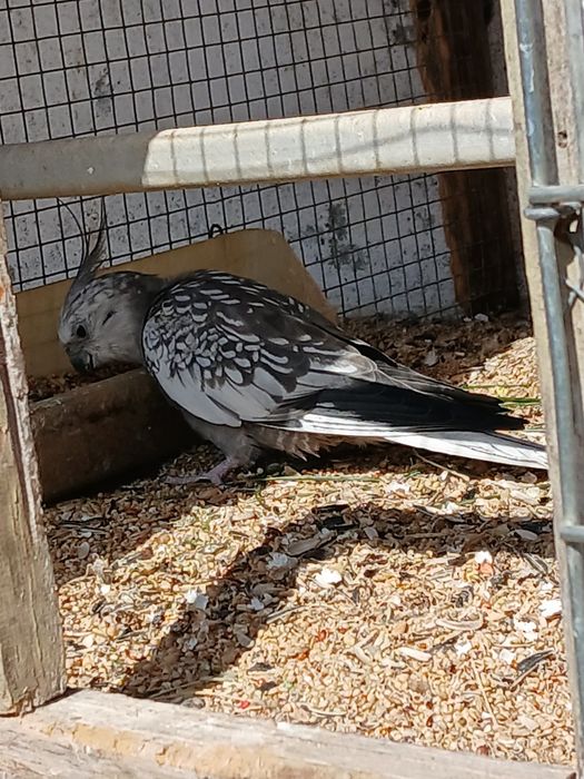 Vendo ou troco várias caturras