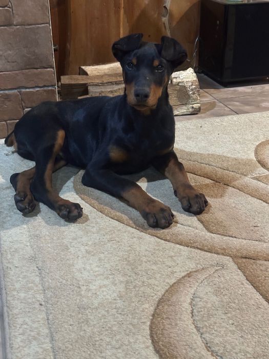 Щенята добермана