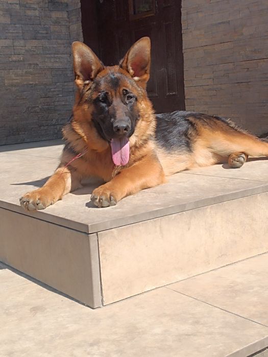 Suczka 5 miesięcy Owczarek Niemiecki