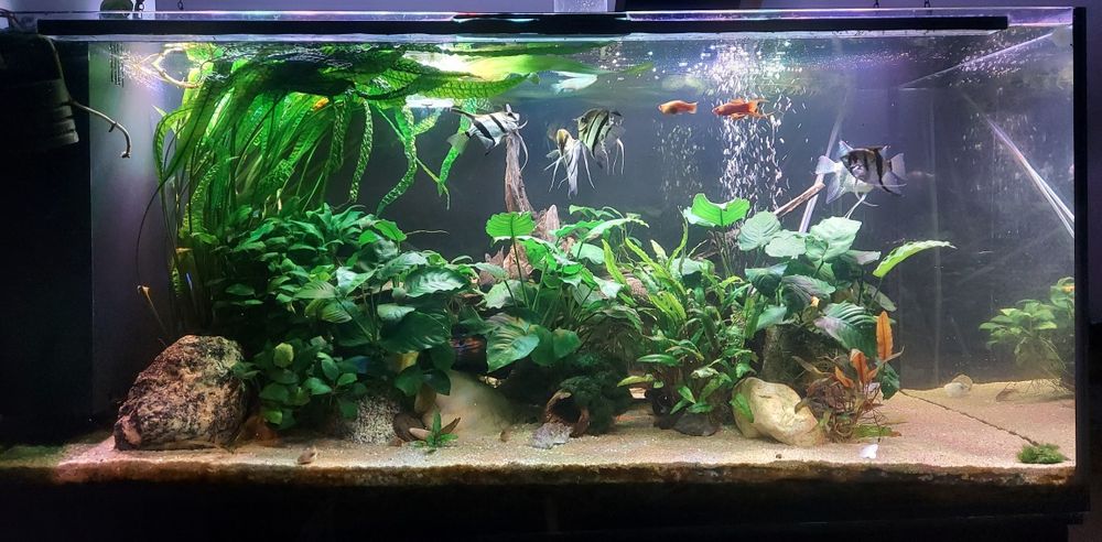 Ryby akwariowe różne