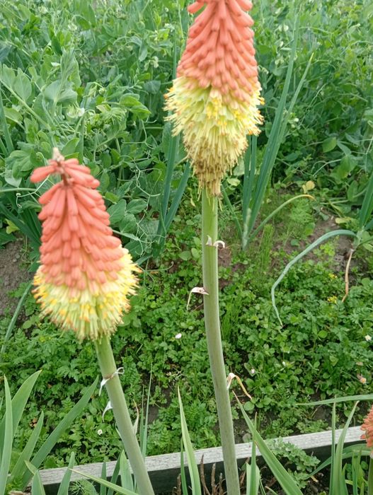 Хости та інші багаторічні рослини