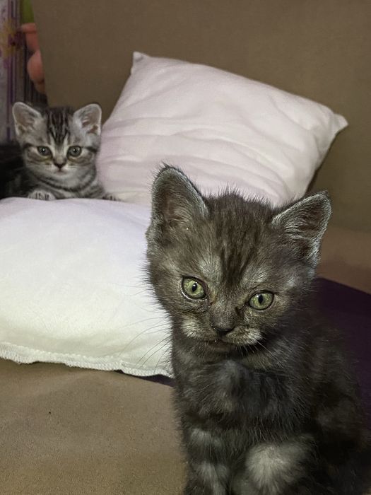 Шотландські  котики  шукають новий дім